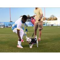 Las Vegas Lights FC Paws on the Pitch